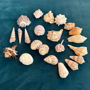 Assorted Natural Seashell Collection Beach Craft Decor Display